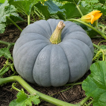 30 Jarrahdale Blue Pumpkin Seeds