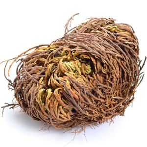 3 Jericho Flower Rose of Jericho, Resurrection Flower, Whole Dried Herb