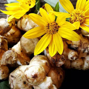 20 Jerusalem Artichoke Seeds