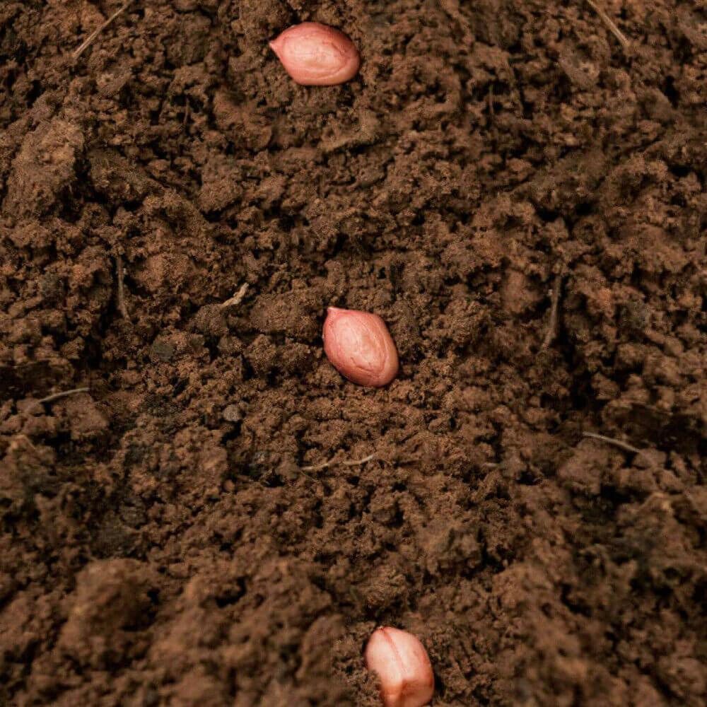 Jumbo Bailey Virginia Peanut Seeds - Seed World