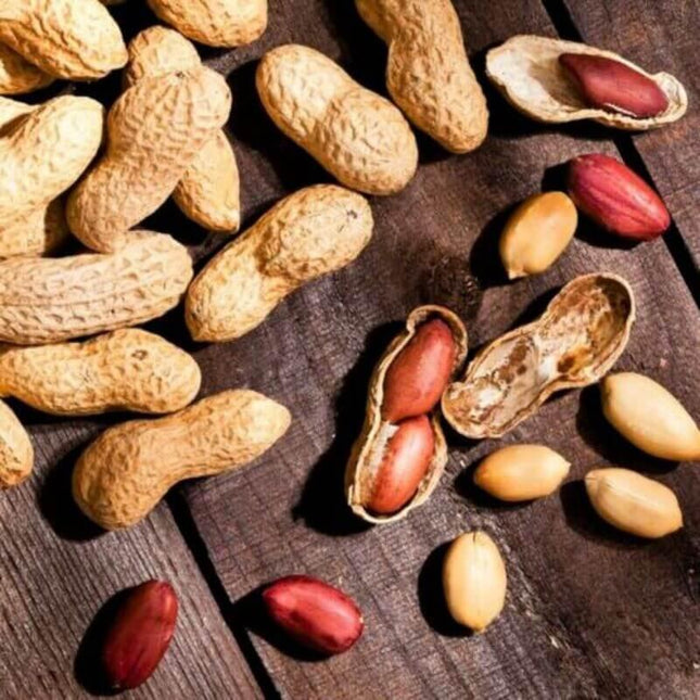 Jumbo Bailey Virginia Peanut Seeds - Seed World
