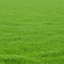 	Even green lawn of mature Kentucky 31 Tall Fescue grass