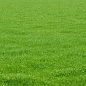 	Even green lawn of mature Kentucky 31 Tall Fescue grass