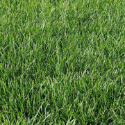 Kentucky Blue Grass Seeds - 10 lbs.