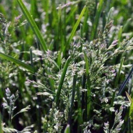 Kentucky Blue Grass Seeds - 10 lbs. - Seed World