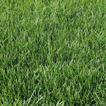 Kentucky Blue Grass Seeds - 10 lbs. - Seed World