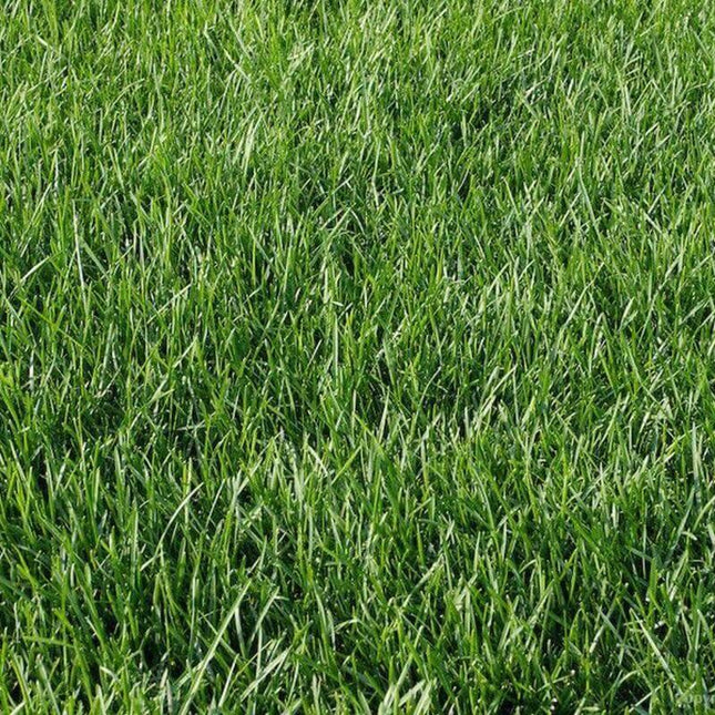 Kentucky Blue Grass Seeds - 10 lbs. - Seed World