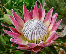 5 King Protea - Cynaroides Seeds