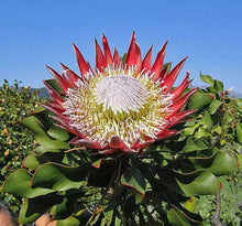 5 King Protea - Cynaroides Seeds