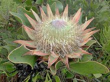 5 King Protea - Cynaroides Seeds