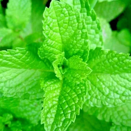 Korean Mint Seeds (Agastache rugosa) – Perennial Pollinator Herb - Seed World