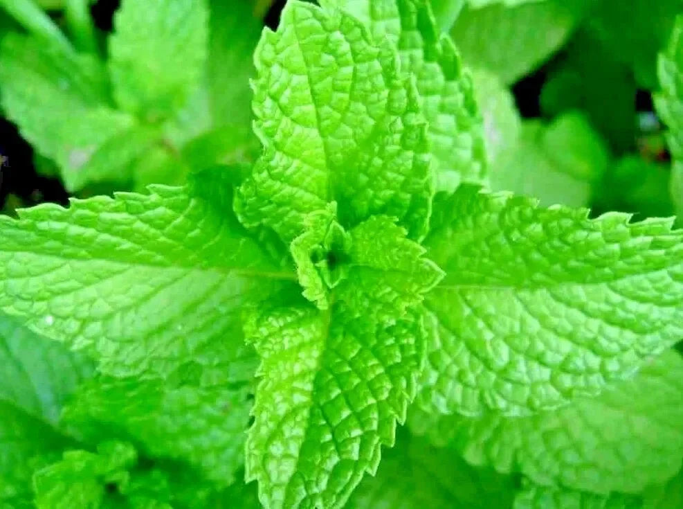 Korean Mint Seeds (Agastache rugosa) – Perennial Pollinator Herb - Seed World