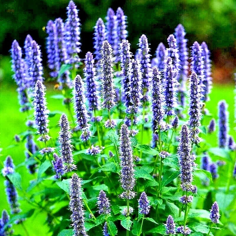 Korean Mint Seeds (Agastache rugosa) – Perennial Pollinator Herb - Seed World