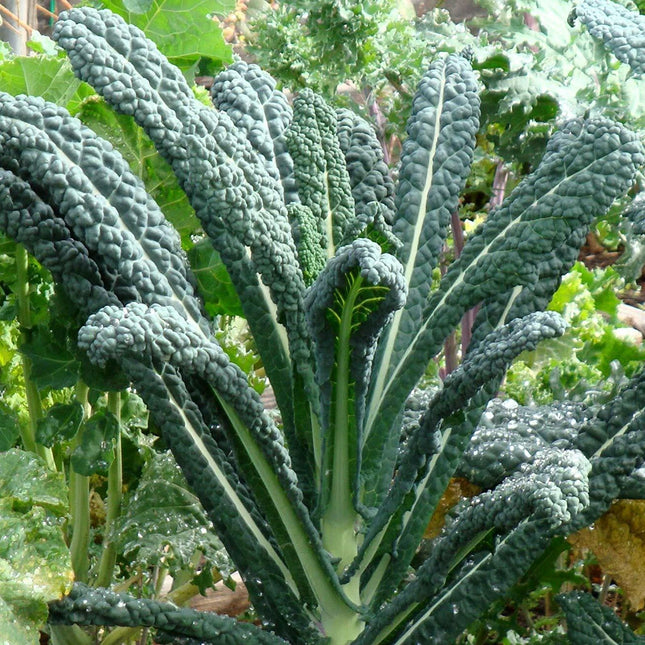 Mature Lacinato dinosaur kale with long dark blue-green textured leaves; seeds for planting