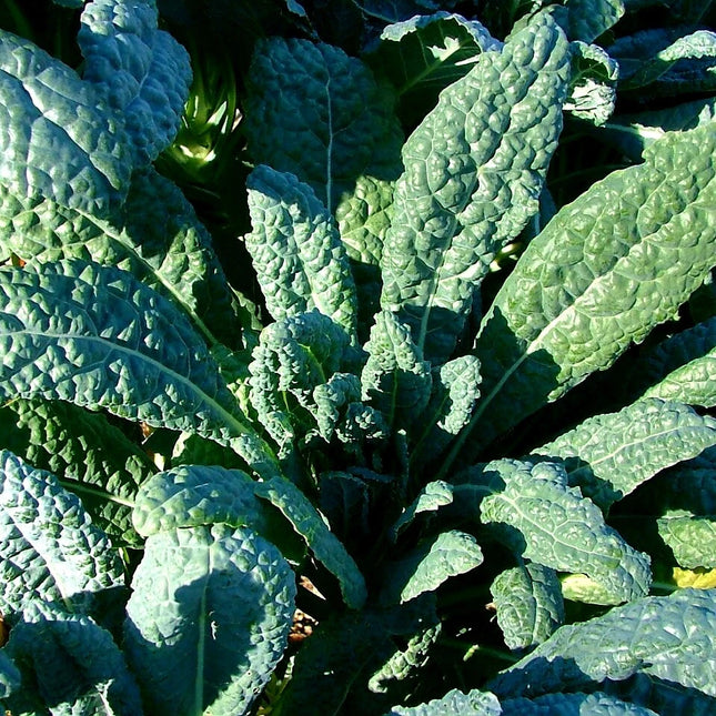 Close-up of the puckered blue-green leaves of mature Lacinato Tuscan kale
