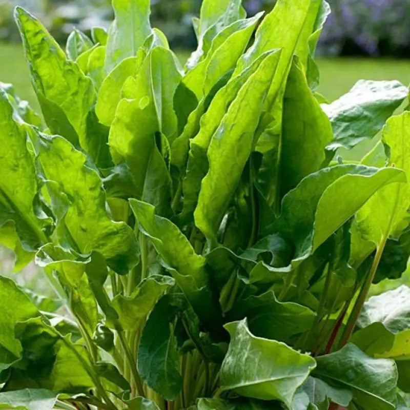 Large Leaf Sorrel Seeds - Seed World