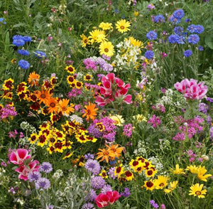 2000 Late Bloomer Wildflower Mix Seeds