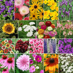 2000 Late Bloomer Wildflower Mix Seeds