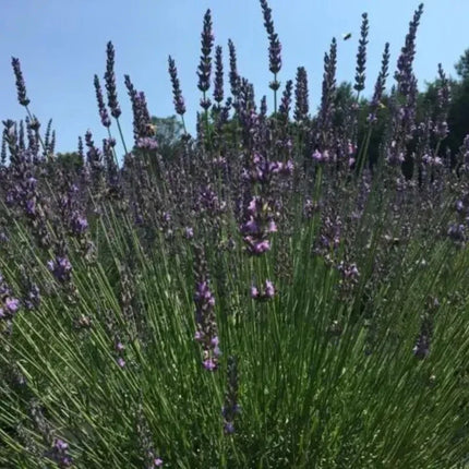 Lavender Live Plants – Fragrant Spa Herb | Well-Rooted Plugs - Seed World