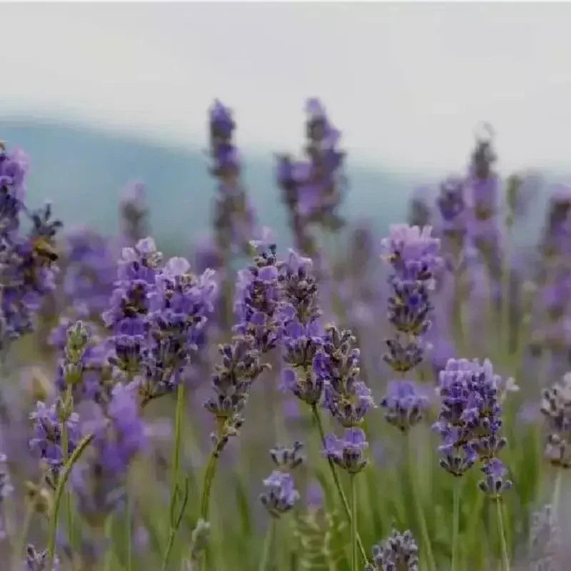 Lavender Live Plants – Fragrant Spa Herb | Well-Rooted Plugs - Seed World