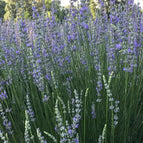 Provence