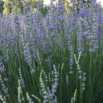 Lavender Live Plants – Fragrant Spa Herb | Well-Rooted Plugs - Seed World
