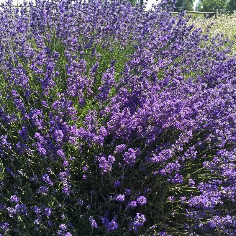 Lavender Live Plants – Fragrant Spa Herb | Well-Rooted Plugs - Seed World