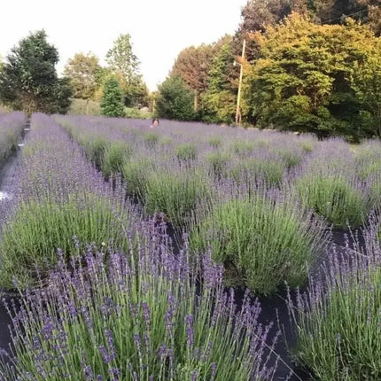 Lavender Live Plants – Fragrant Spa Herb | Well-Rooted Plugs - Seed World