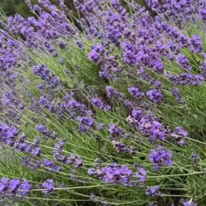 Lavender Live Plants – Fragrant Spa Herb | Well-Rooted Plugs - Seed World