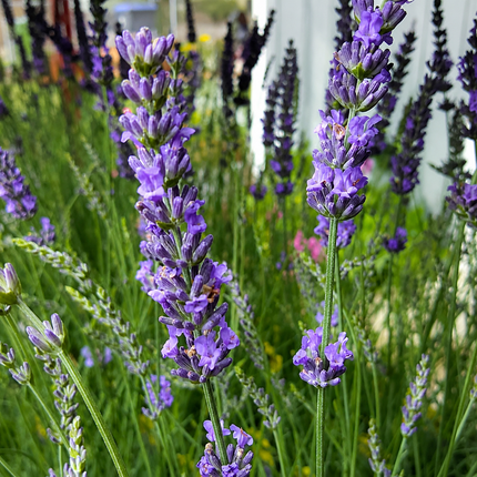 Lavender Phenomenal Live Plant