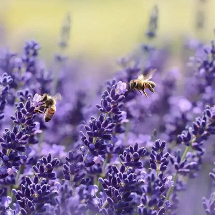 Lavender Seeds | NON-GMO - Seed World
