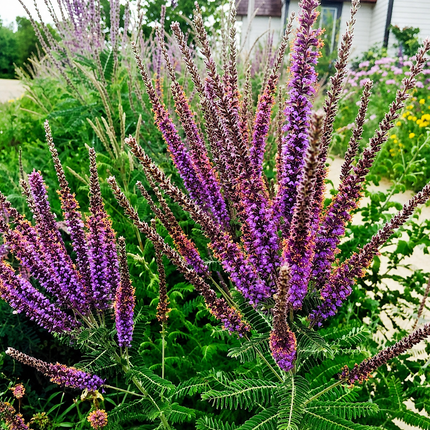 200 Lead Plant Seeds