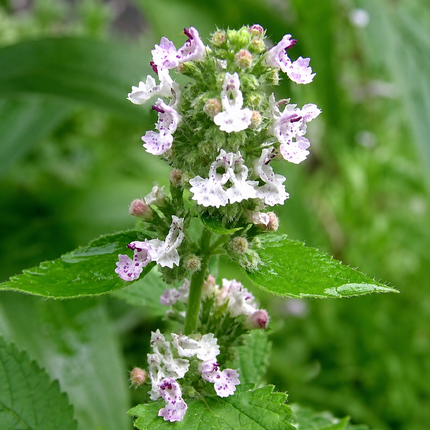 200 Lemon Catnip Seeds
