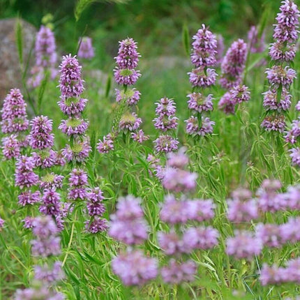 Lemon Mint Seeds – Monarda Citriodora - Seed World