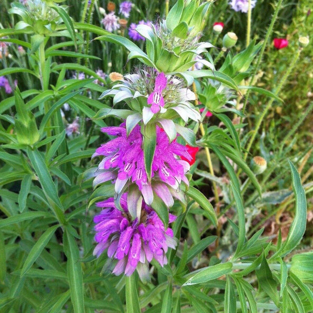 Lemon Mint Seeds – Monarda Citriodora - Seed World