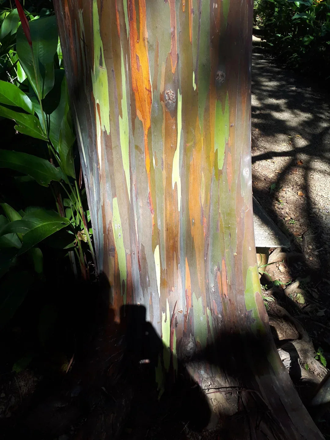 50 Rainbow Eucalyptus Tree Seeds – Fast-Growing Tropical Gum