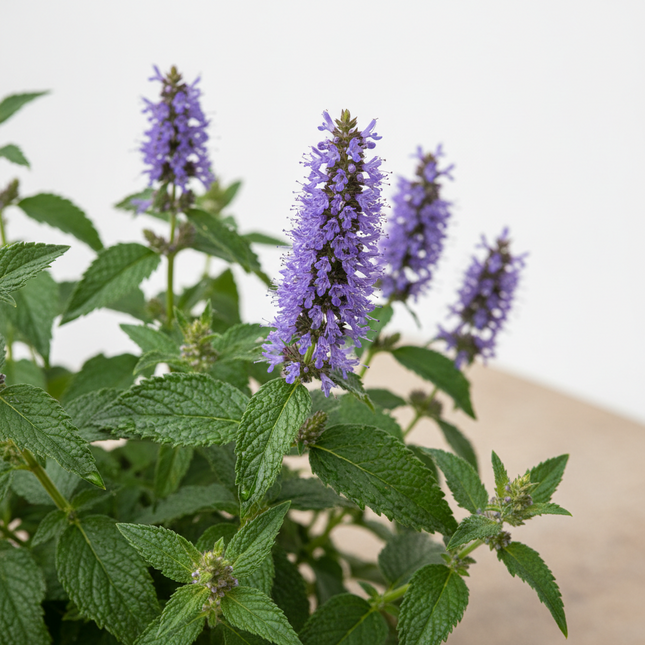 A close-up of a purple flowering plant with green leaves, photographed against a plain light background.