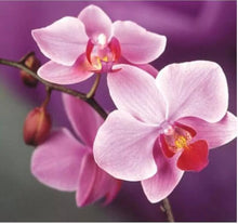 20 Exotic Rare Orchid Seeds