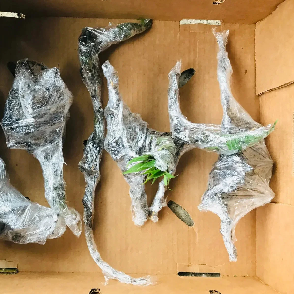 Live Bamboo Culm with Root/Rhizome Starter Plant - Seed World