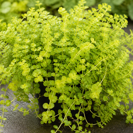 Live Golden Creeping Jenny Starter Plant