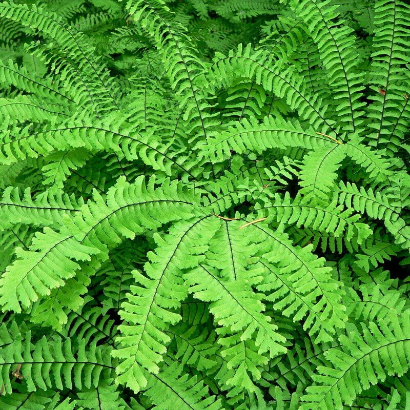 Live Hardy Northern Maidenhair Fern - Adiantum pedatum in 4" Pot - Seed World