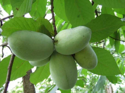 Live Paw Paw Indian Banana qt pot - Seed World