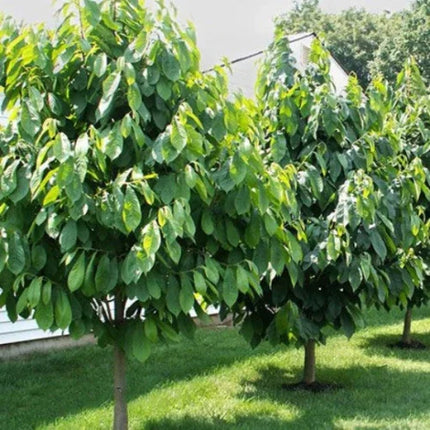 Live Paw Paw Indian Banana qt pot - Seed World