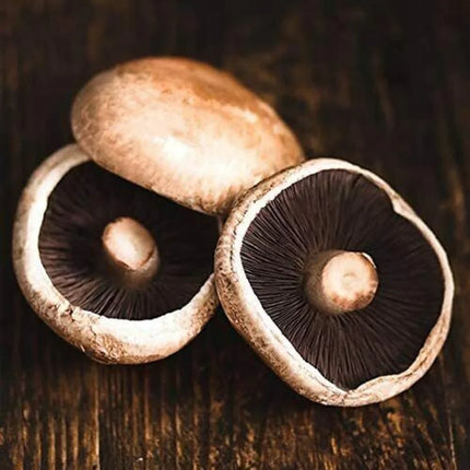 Live Portobello Mushroom Spawn - 1 Lb. - Seed World