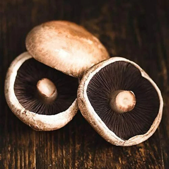 Live Portobello Mushroom Spawn - 1 Lb. - Seed World