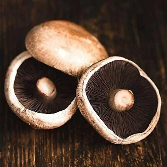 Live Portobello Mushroom Spawn - 1 Lb. - Seed World