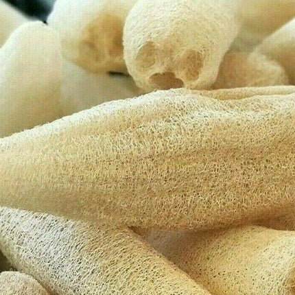 Loofah Gourd Seeds (Luffa cylindrica) – Natural Sponge Plant - Seed World