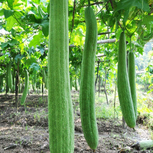 Green loofah gourds hanging from a trellis in a garden setting.