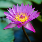 Pink Lotus seeds