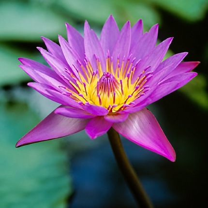 5 Lotus Seeds - Pink Lotus seeds